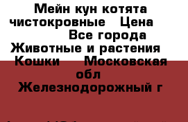 Мейн-кун котята чистокровные › Цена ­ 25 000 - Все города Животные и растения » Кошки   . Московская обл.,Железнодорожный г.